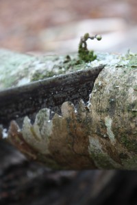 Forest Schools Consultancy